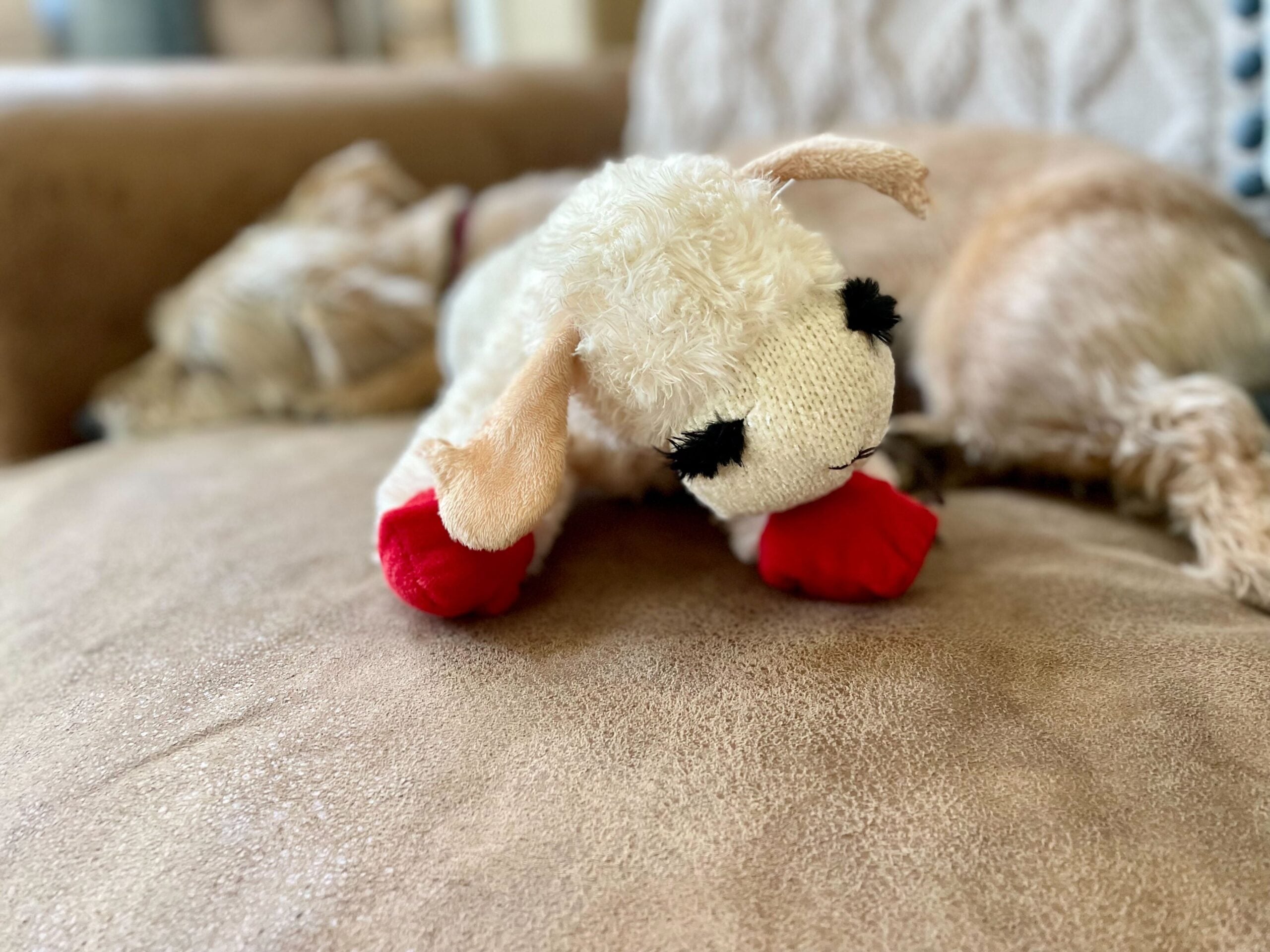 lambchop