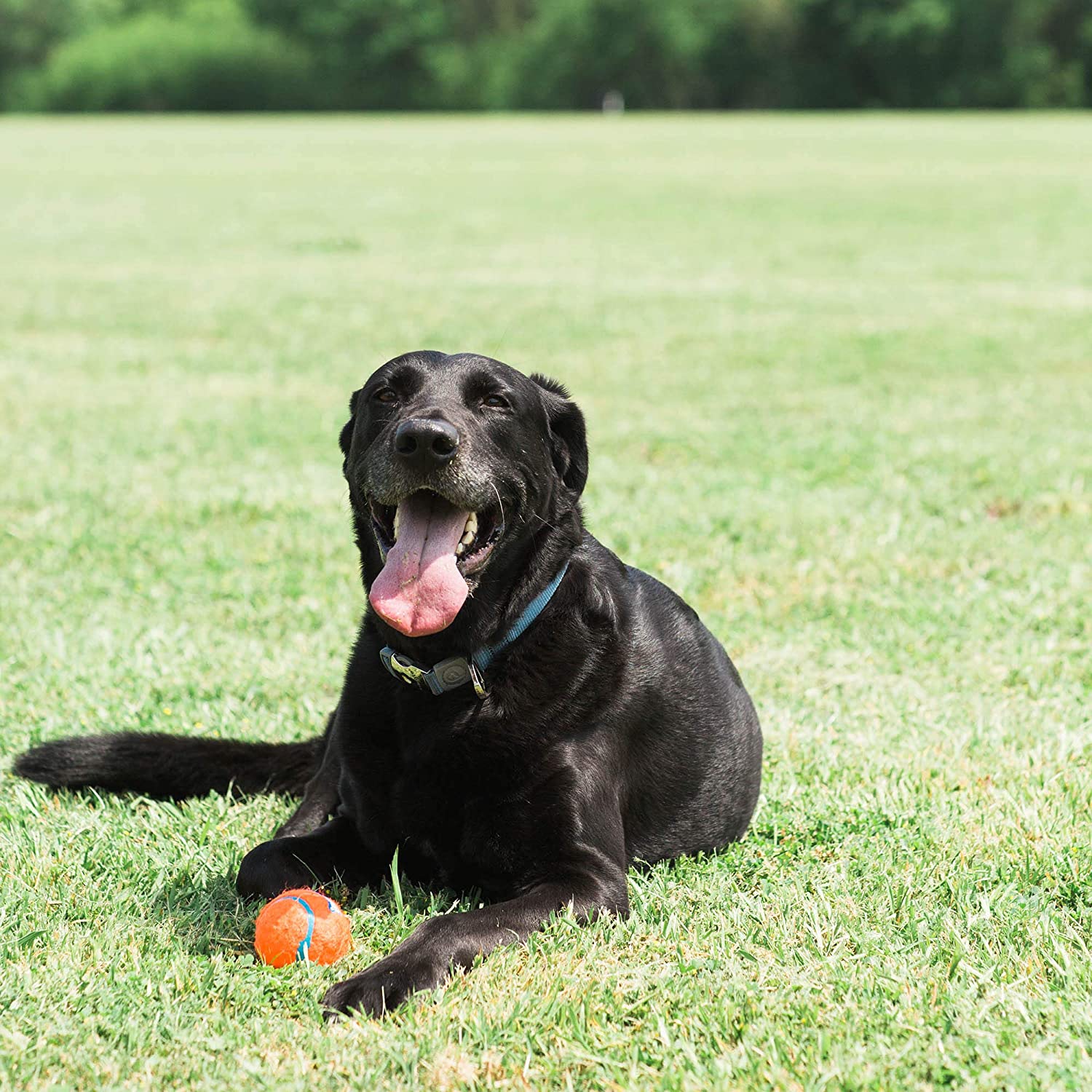 dog toys