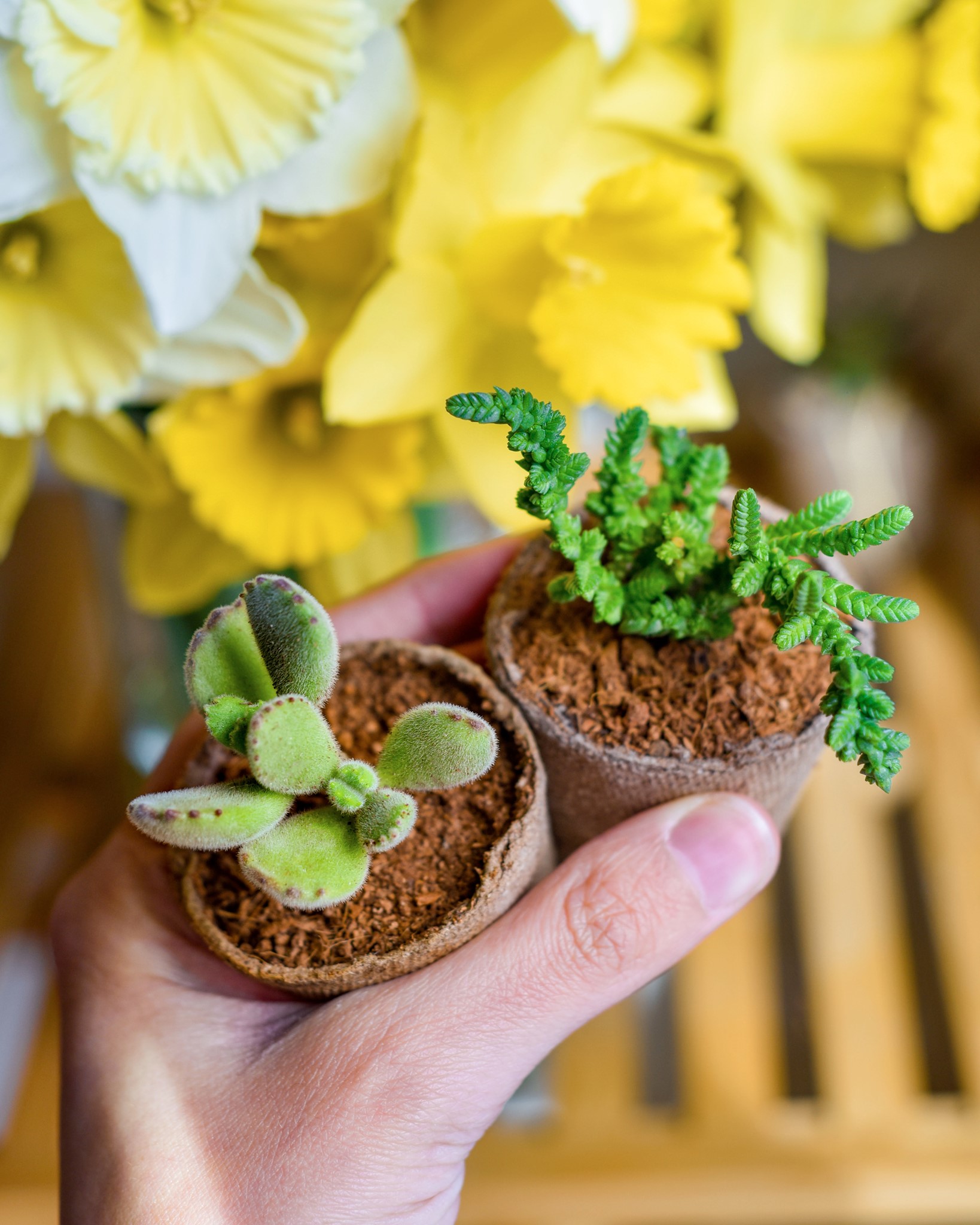 succulent studios