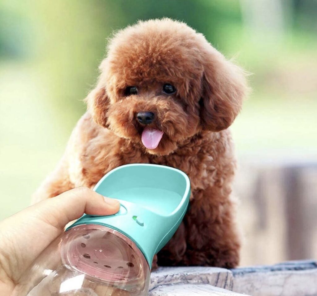 dog water bottle