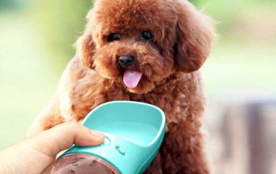 dog water bottle