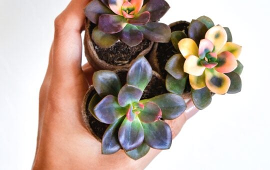 succulent studios