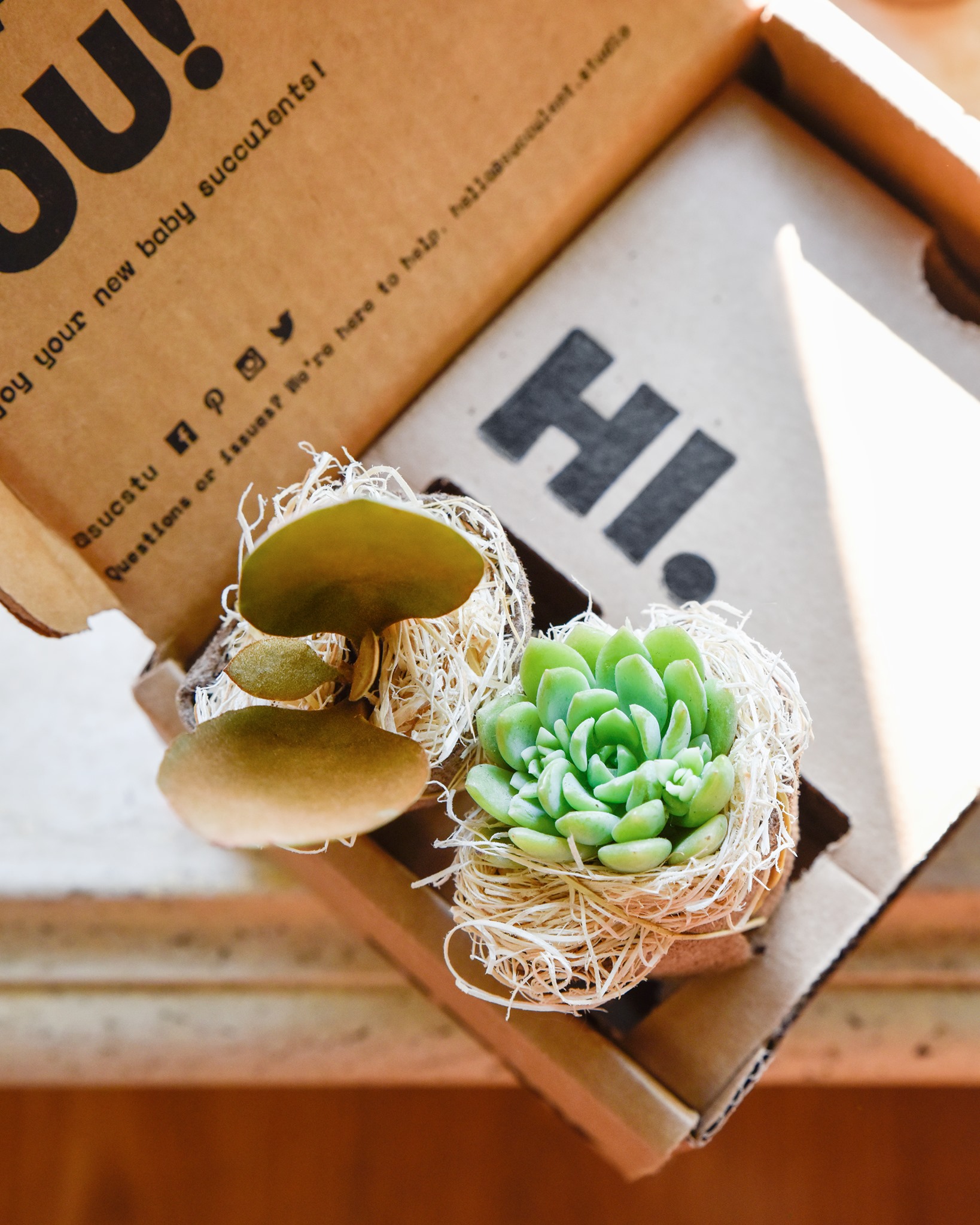succulent studios