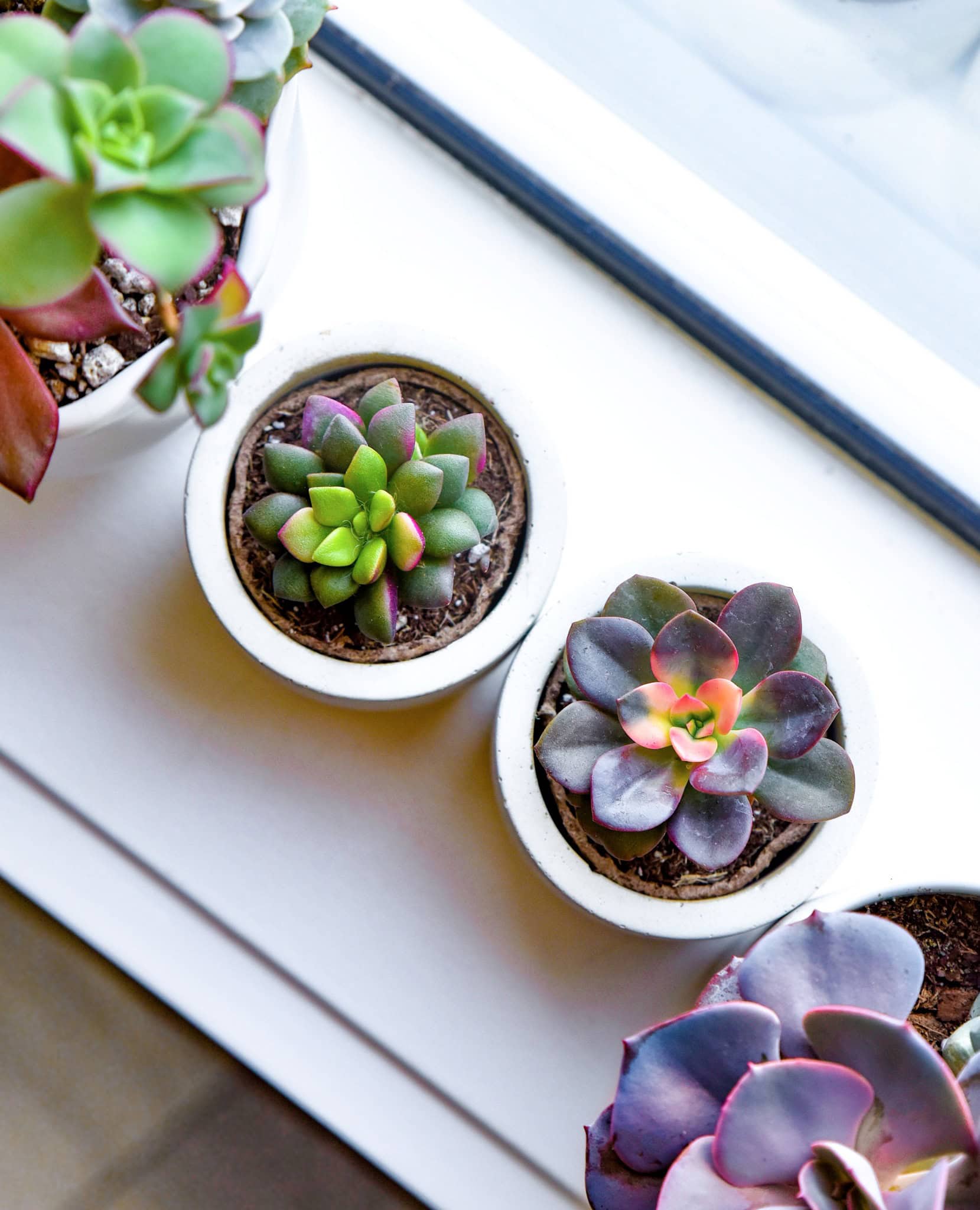 succulent studios