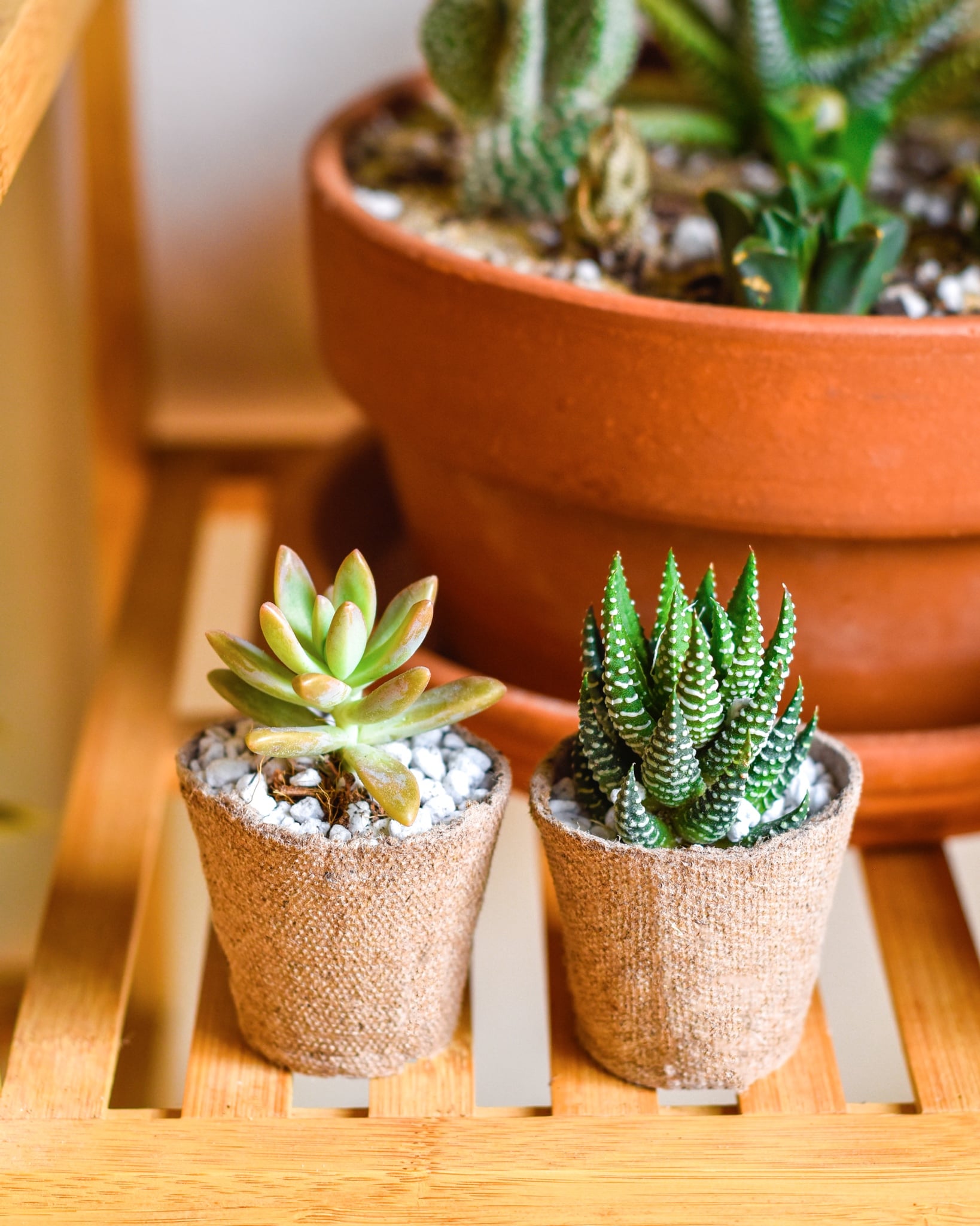 succulent studios