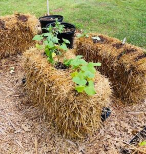 Hay Bale Garden