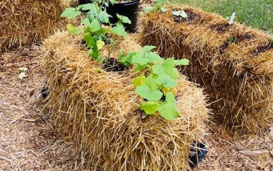 Hay Bale Garden