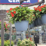 lowes hanging baskets