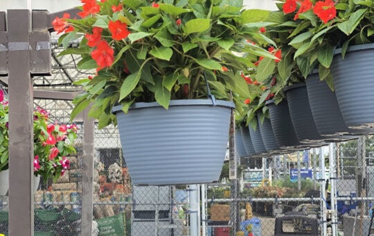 lowes hanging baskets