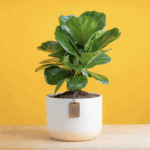 fiddle leaf