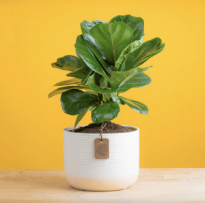 fiddle leaf