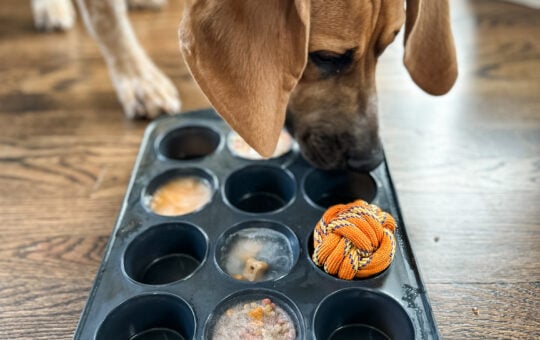 barkuterie board ideas