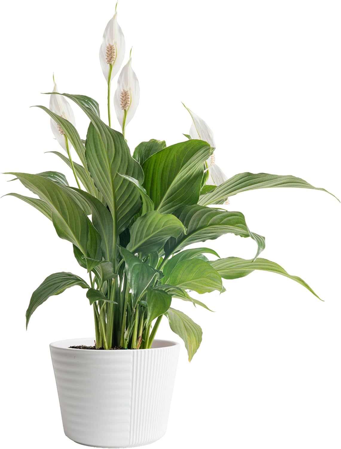 peace lily