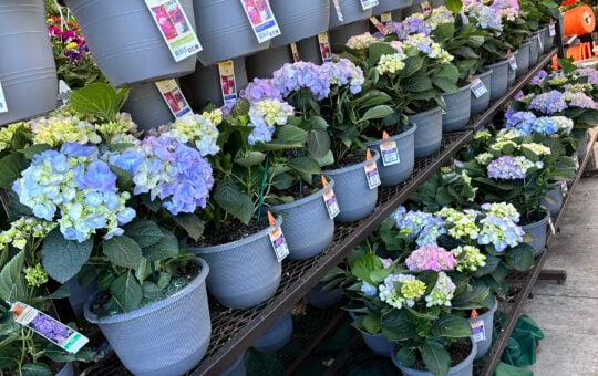 lowes flowers