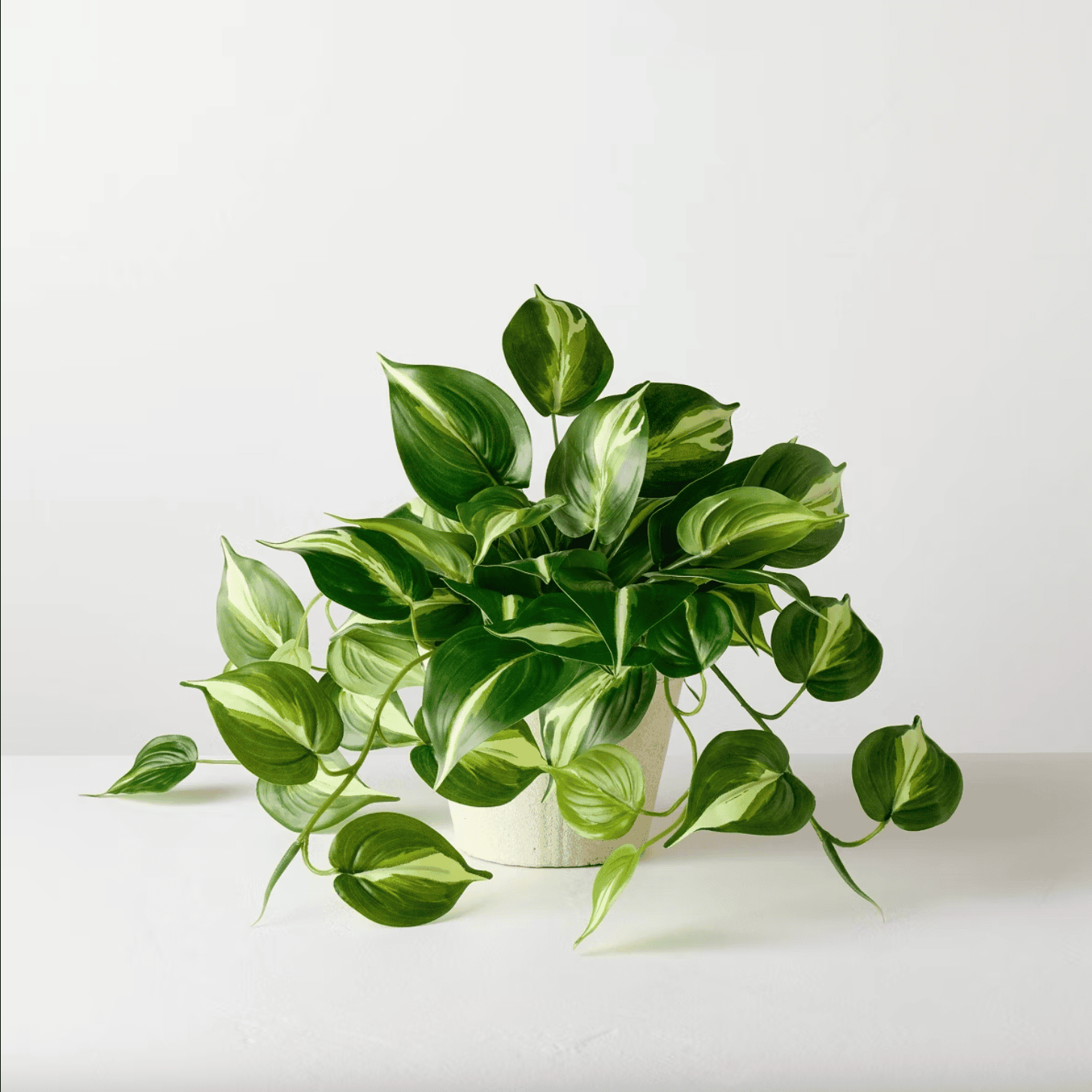 12 Medium Evergreen Leaf Artificial Plant