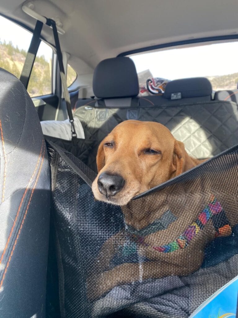 dog seat extender
