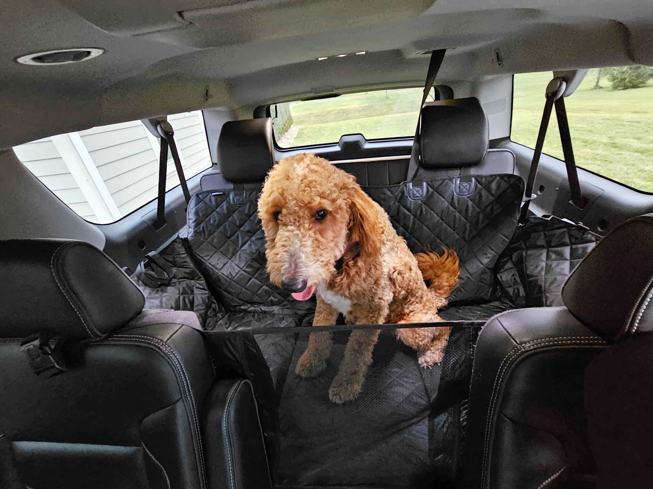 dog seat extender