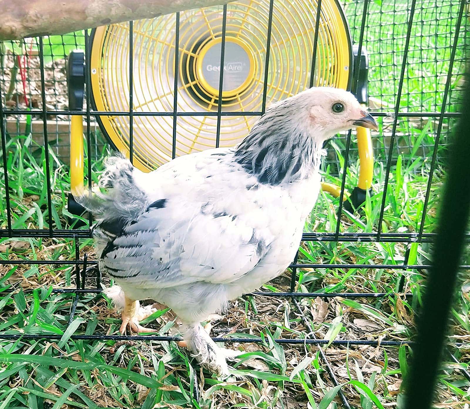 geek air fan and chicken