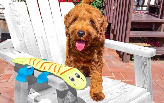dog toy