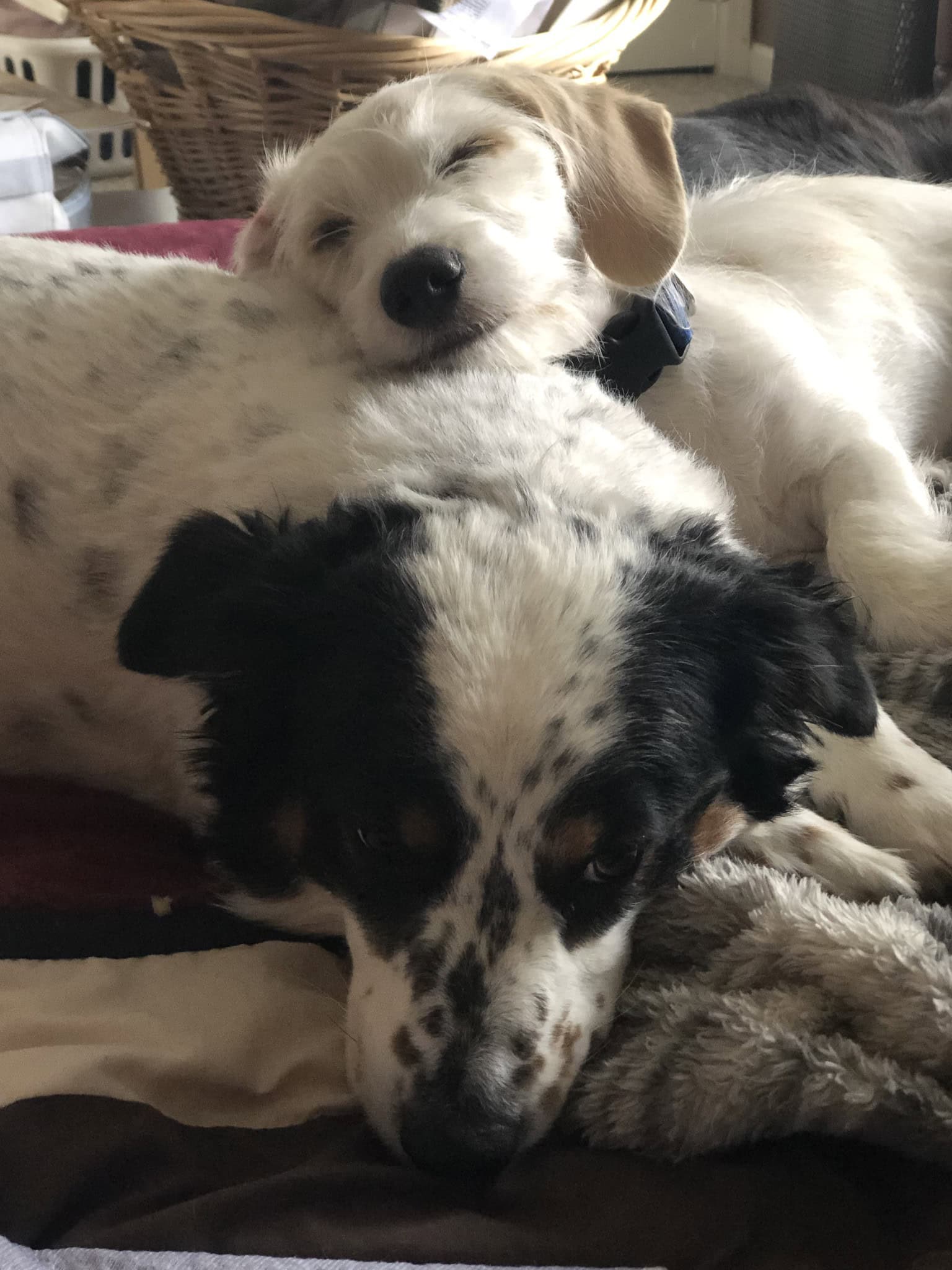 dogs sleeping together