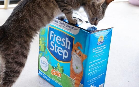 fresh step