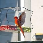 Window Bird Feeder Viewing Box