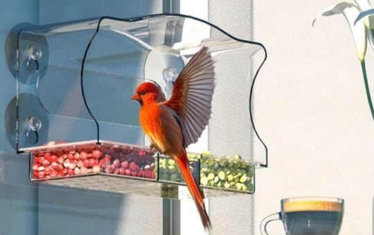 Window Bird Feeder Viewing Box