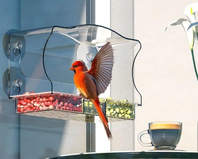 Window Bird Feeder Viewing Box