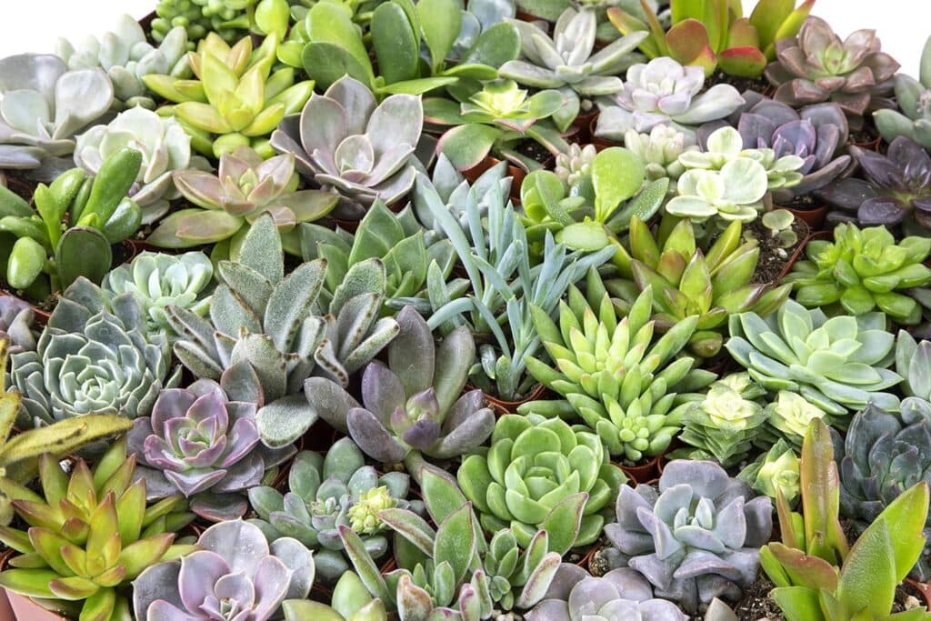 succulents