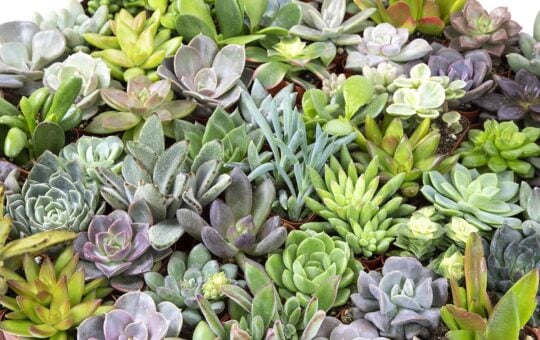 succulents