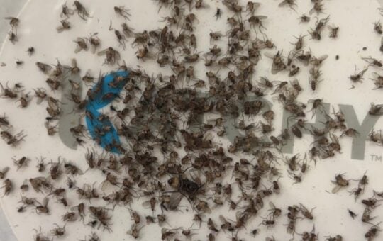 fruit fly trap