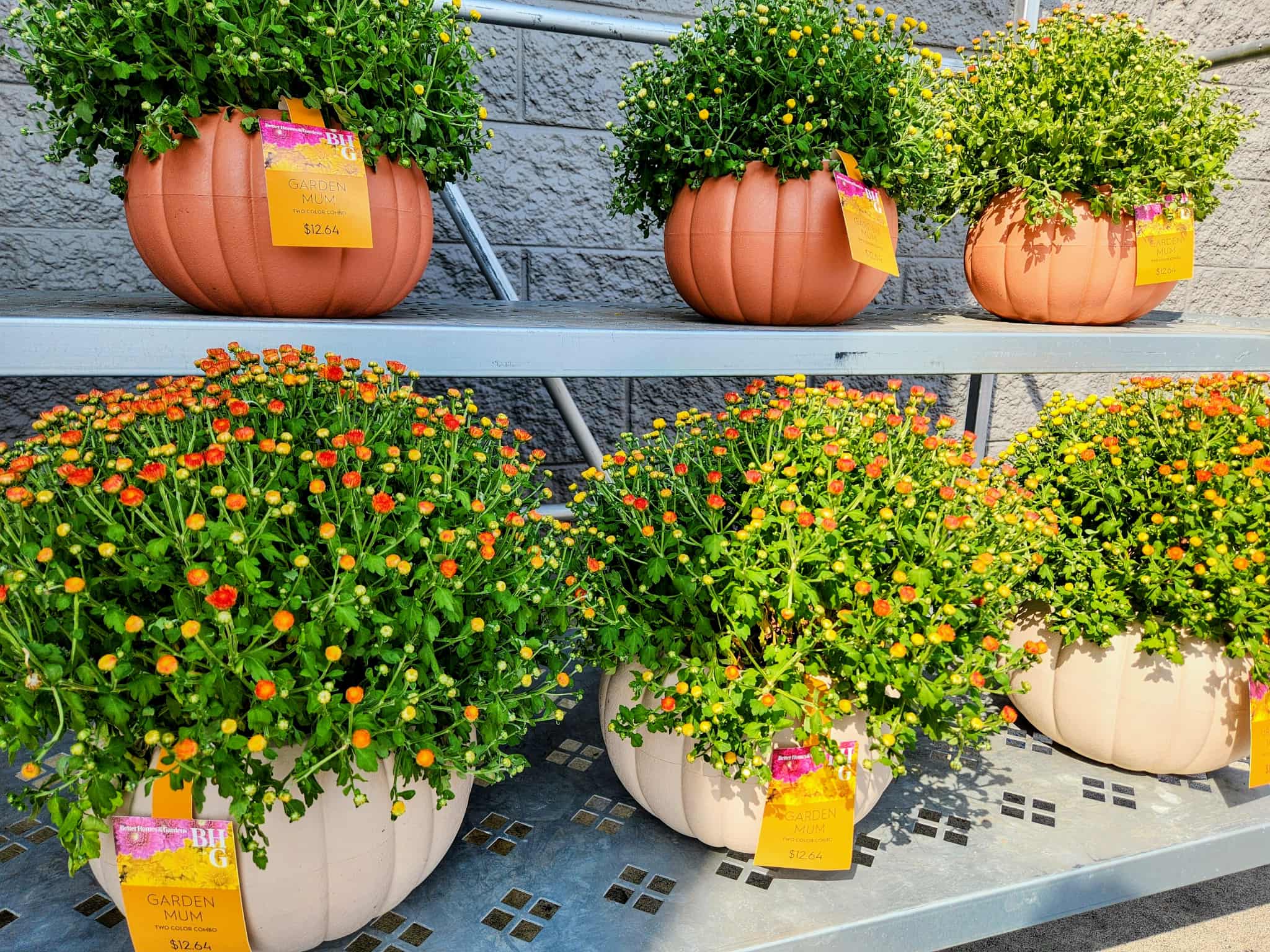 pumpkin mums at Walmart 