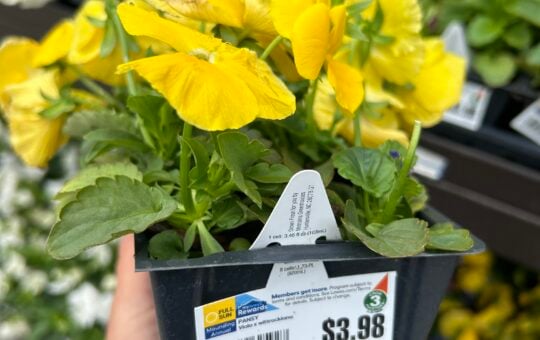lowes