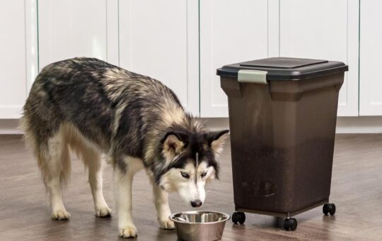 pet food container