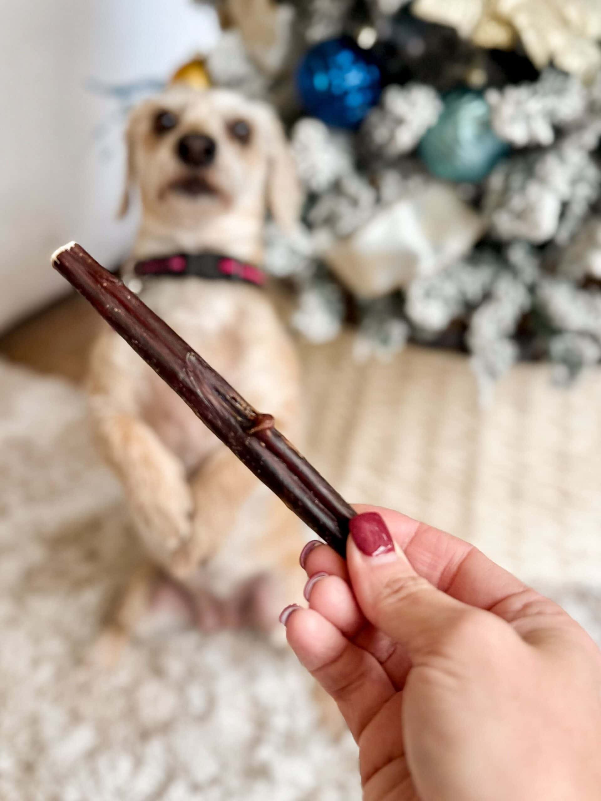 bully sticks