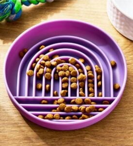 slow feeder dog bowl purple rainbow vibrant life brand