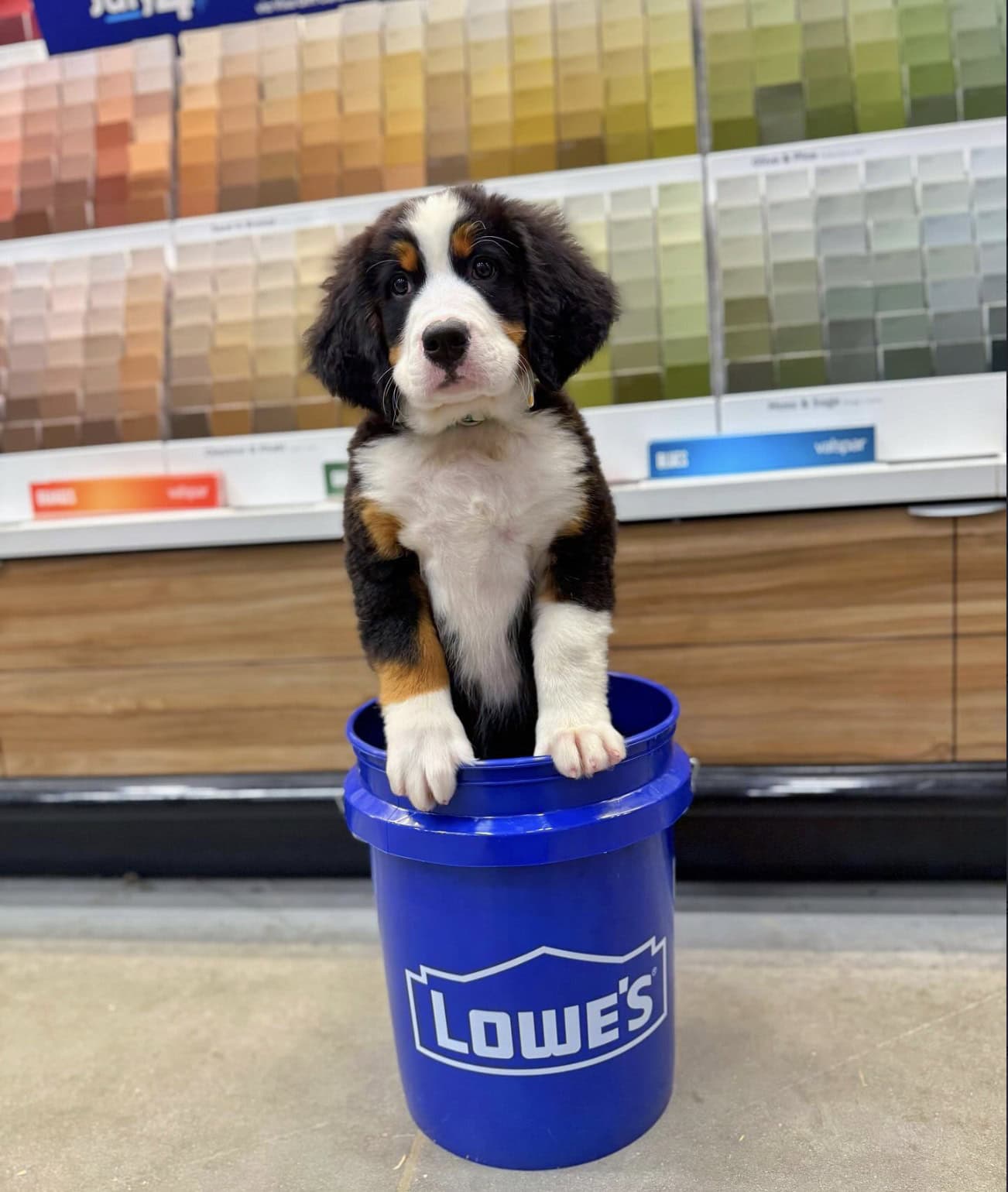 lowe's