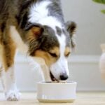 dog eating dog food