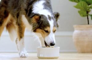 dog eating dog food