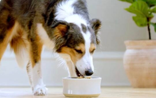 dog eating dog food