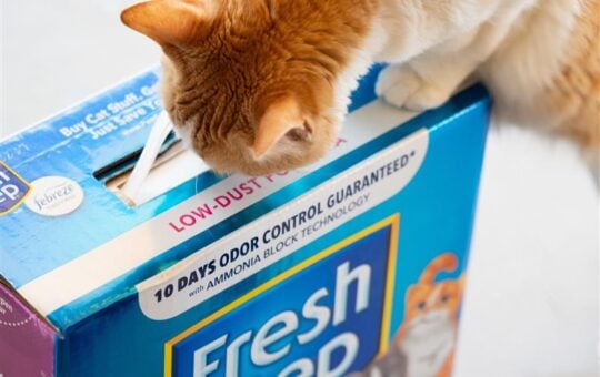fresh step cat litter