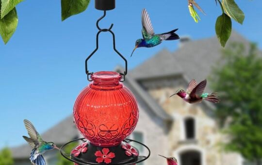 glass hummingbird feeder