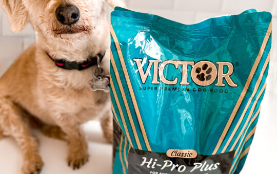 premium pet food