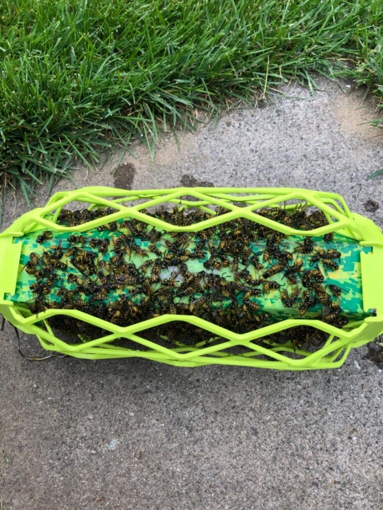 Bugs on wasp trap