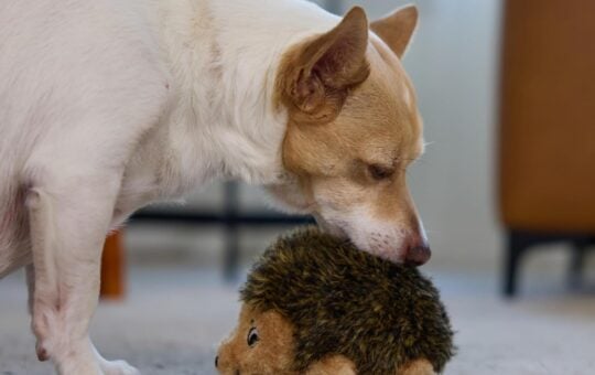 dog toys