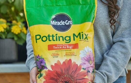 miracle-gro potting mix 8 qt