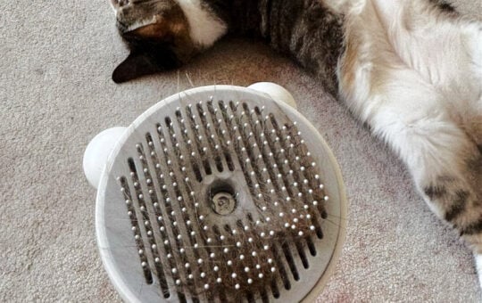 cat brush