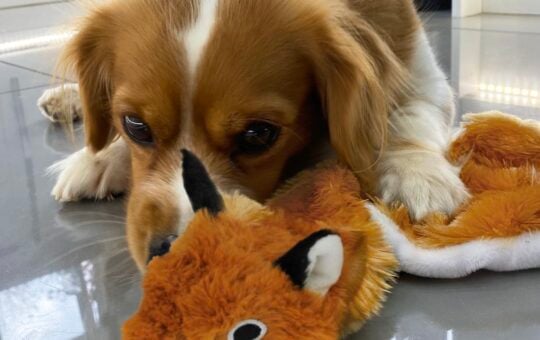 no stuffing dog toy