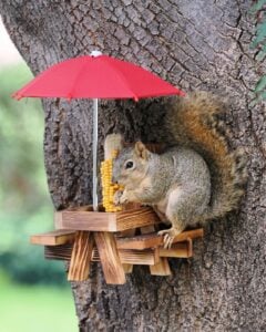 squirrel feeder