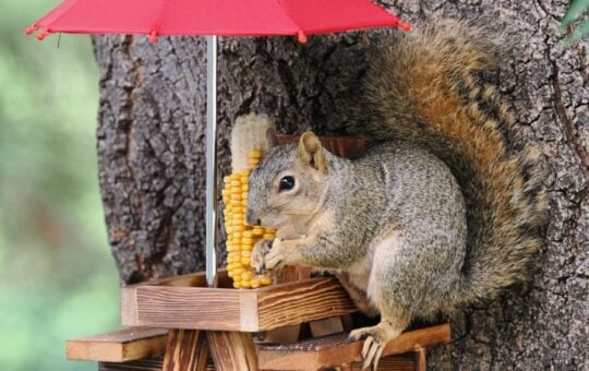 squirrel feeder